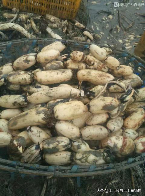 莲藕产业经济效益高的栽培模式-莲藕专用膜的投入与使用