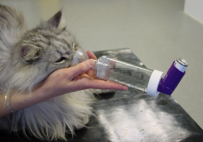 猫咪体检预约难还怕错过？学会七种方法，在家也能为爱猫检查身体