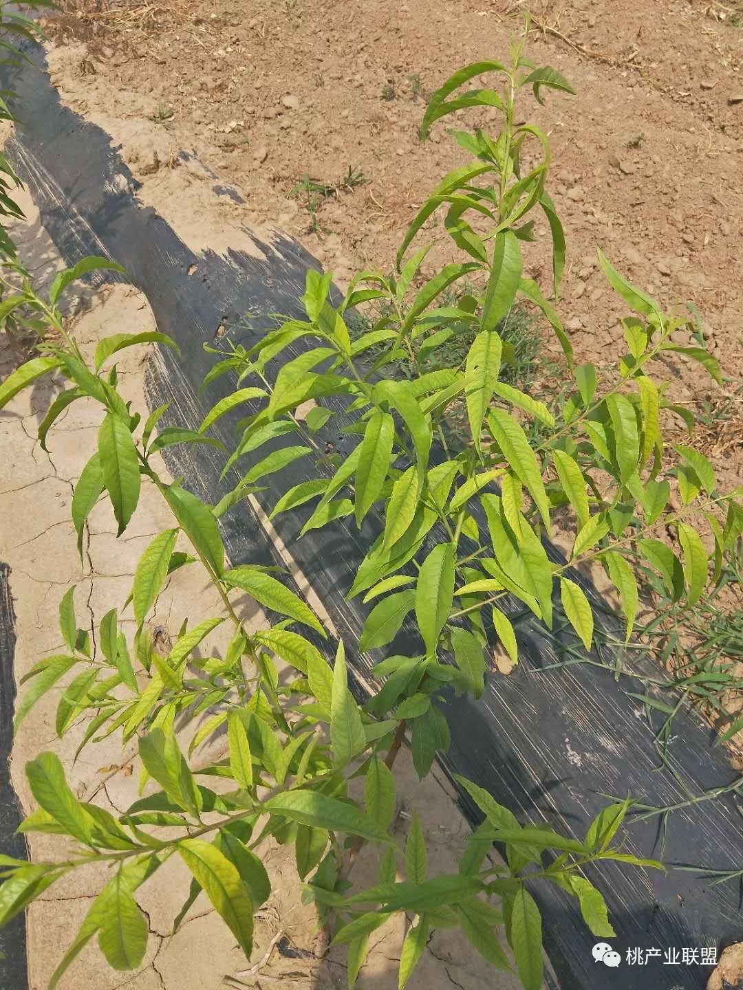 桃树出现黄叶怎么办,桃树黄叶一招解决