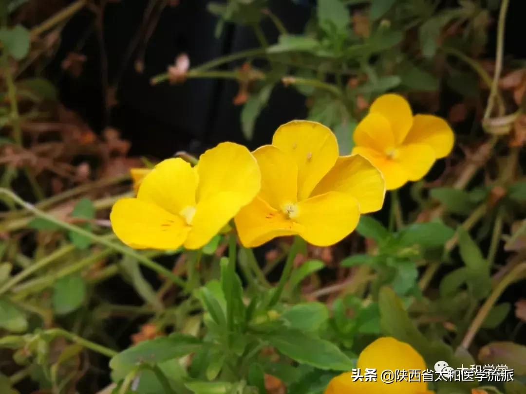 伤寒论扶正祛邪抗病毒,对伤寒论的认识和感悟