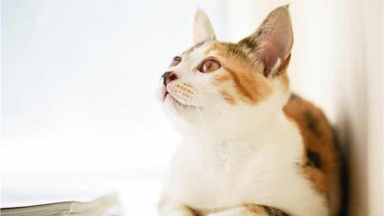 猫咪吃可怕的糖果,盘点猫咪吃了雪糕的表现