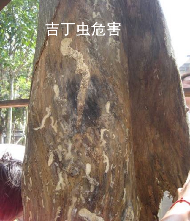 蛀干害虫用什么药,蛀干害虫的生活习性及防治方法