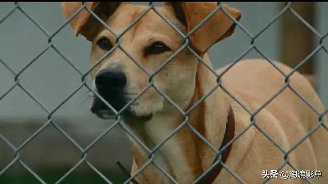 纽约时报评选21世纪100部最佳电影,纽约时报十佳电视剧