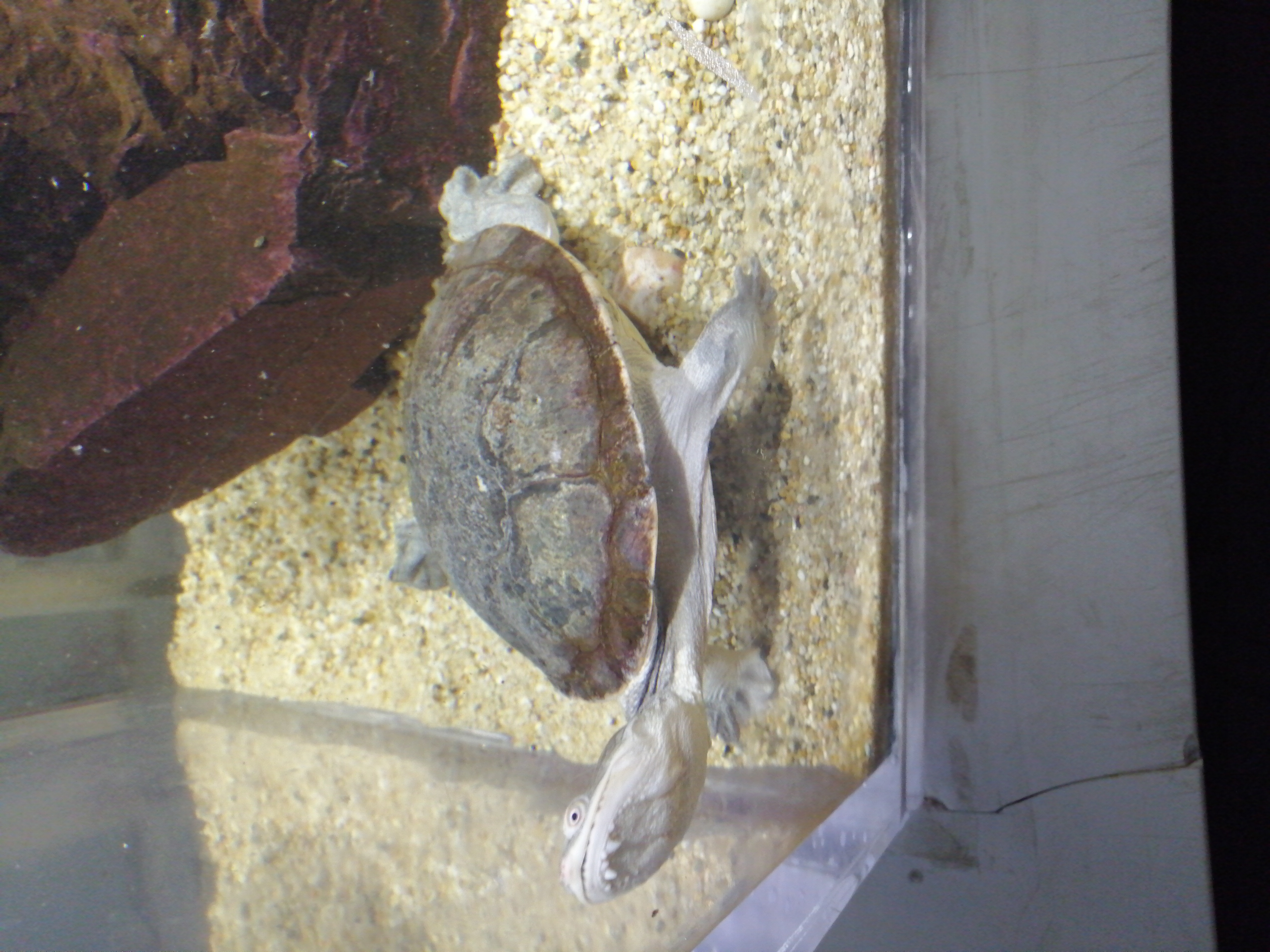 常州金鹰海洋世界19.9元,常州金鹰海洋世界开业