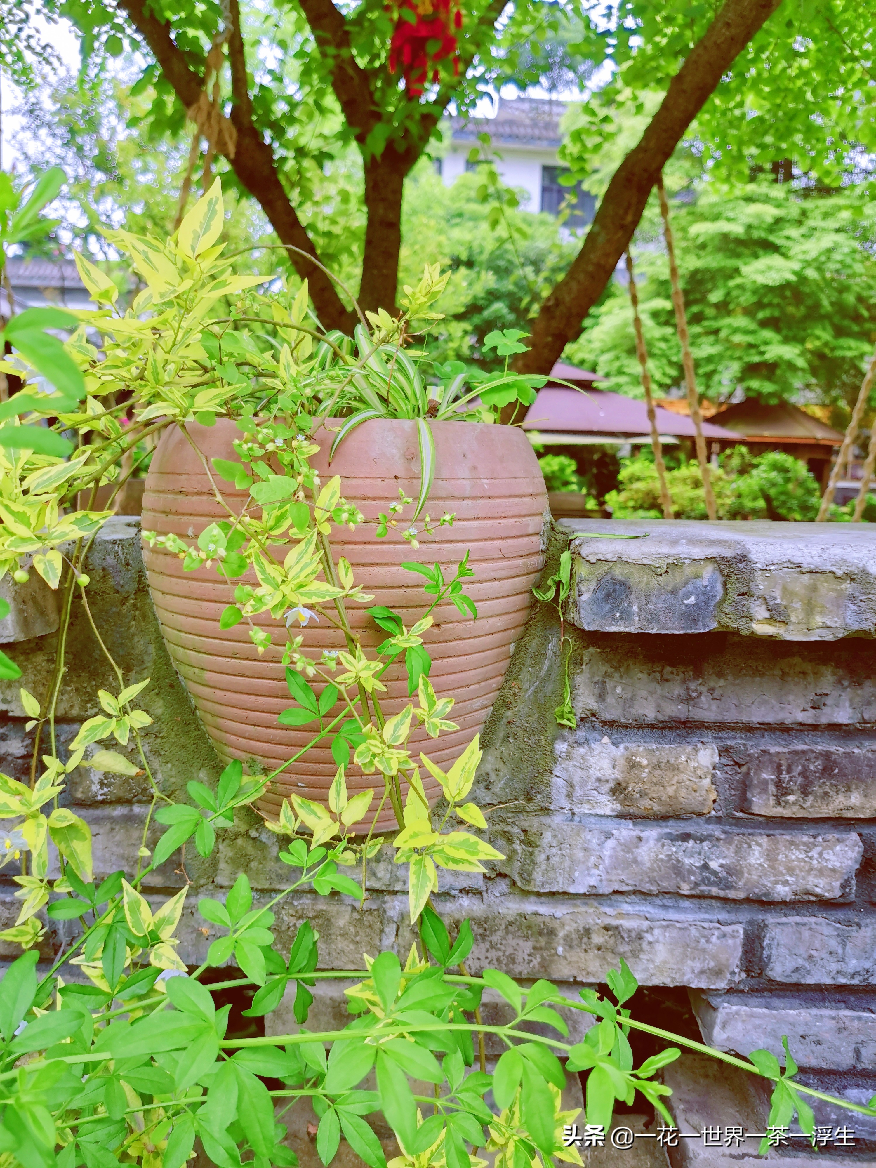 寻找巴适的成都小院(2)