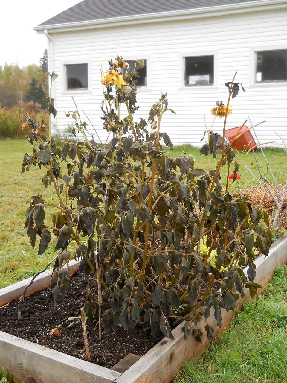 大丽花秋天要起球吗,大丽花怎样越长越好