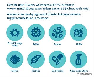 猫咪总挠脸上怎么办,猫咪总挠身上都挠破了是怎么回事