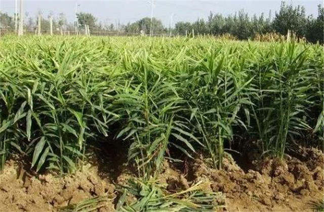 生姜种植技术总结及整理方法,生姜种植技术步骤