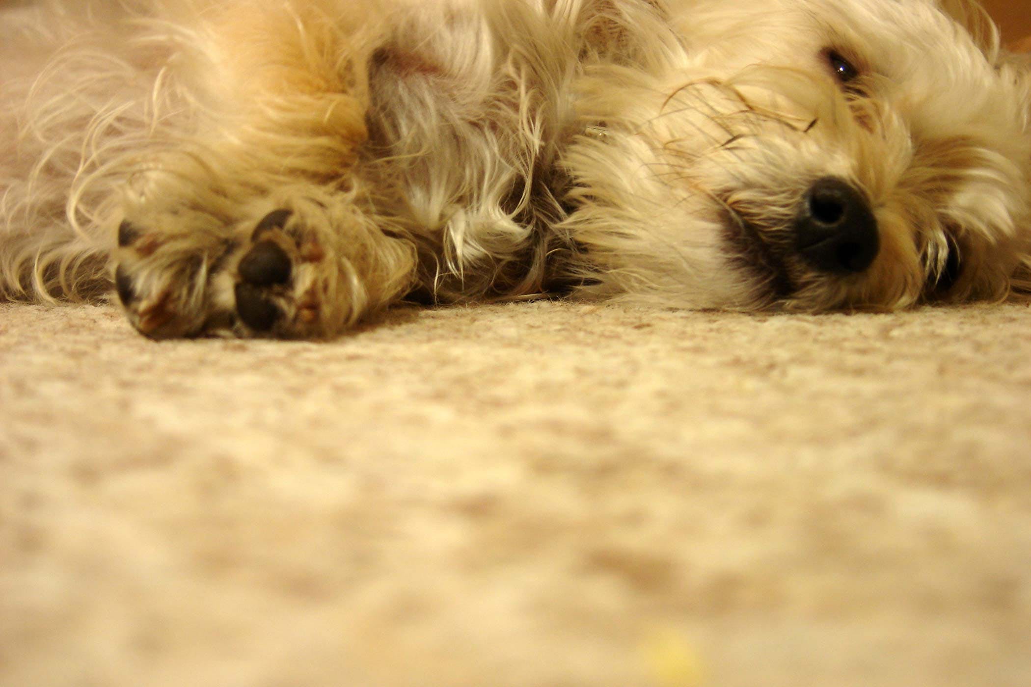 狗狗脸部肿是什么症状,狗狗水肿怎么治疗