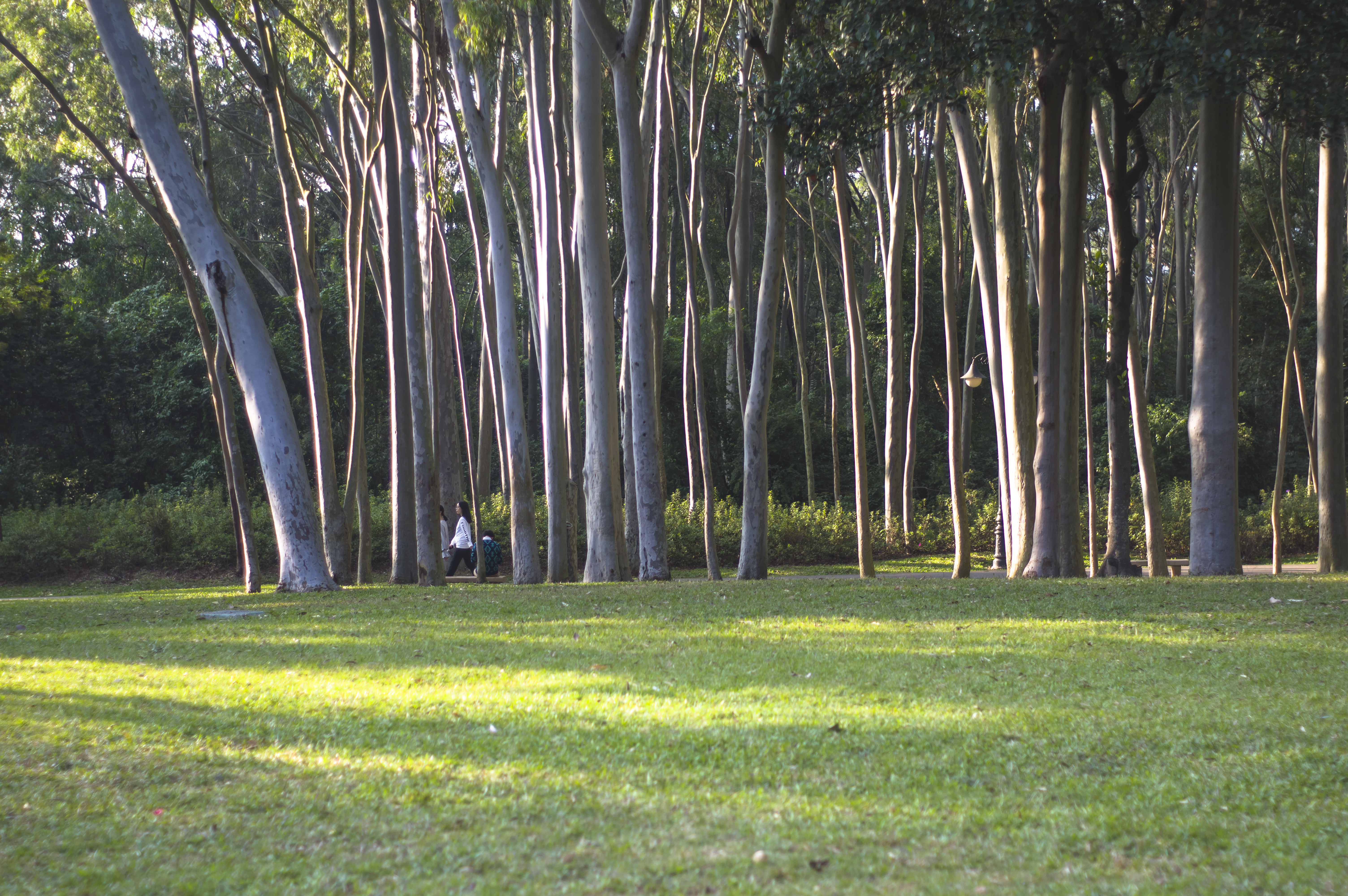 深圳10个最具怀念价值公园,深圳10大公园排名榜单最新公布