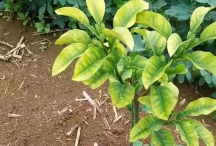 柑橘果肉没有水分硬是怎么造成的,柑橘有籽无籽是什么原因