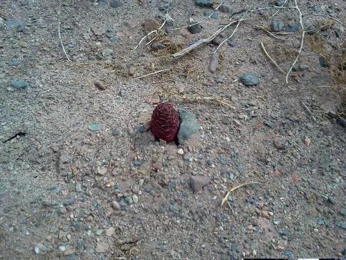 阿尔金山拉矿人,阿尔金山和田玉戈壁料