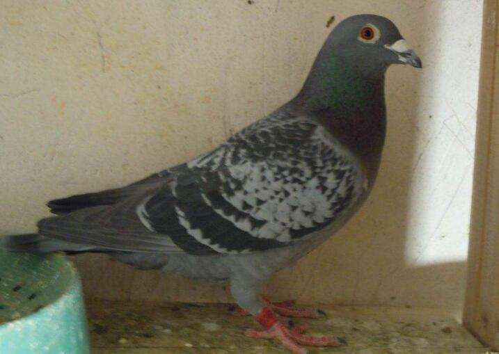 信鸽很瘦要怎么调理,鸽子越养越瘦要吃什么饲料