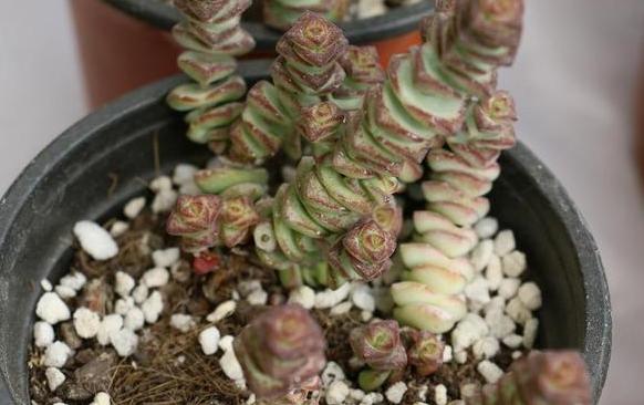 多肉火祭徒长可以不砍头么,多肉钱串子砍头怎么操作