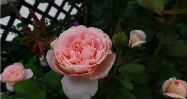 玫瑰花有哪些品种,玫瑰花有哪些品种大全