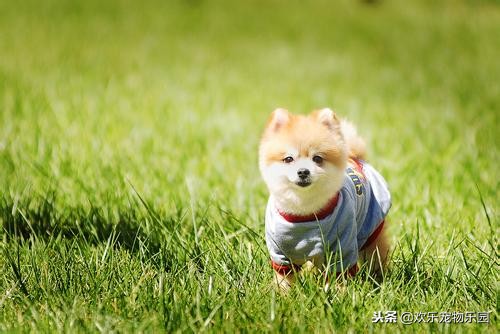 狗狗为什么喜欢舔主人膝盖,狗狗喜欢舔地板是什么原因