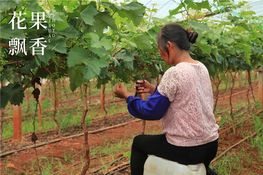 农业到底有多难,农业难果农难吗