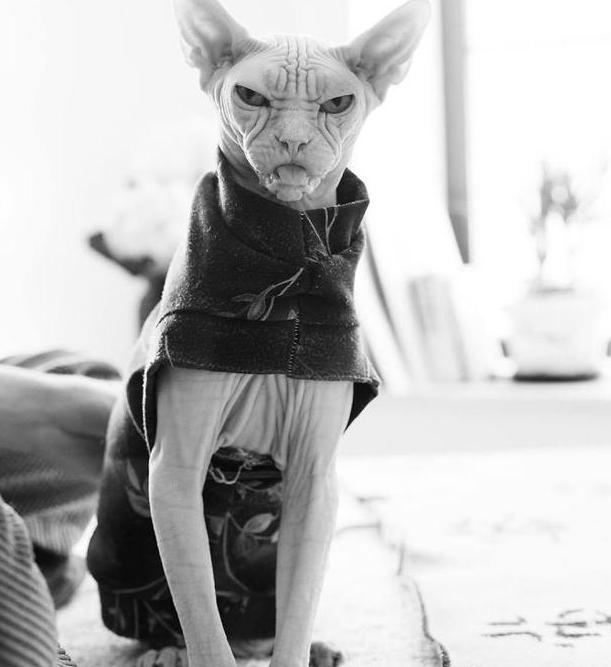 养一只无毛猫会怎么样,无毛猫是不是容易受伤