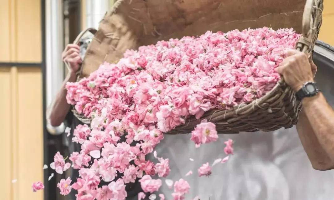 世界香水之都,法国最好的香水镇