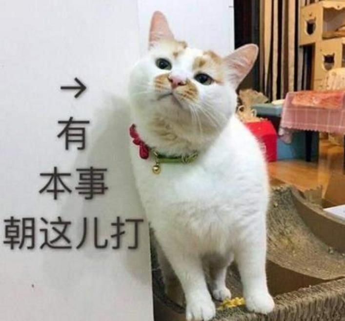 猫咪乱拉乱尿如何惩罚,猫咪咬人挠人怎么惩罚是正确的