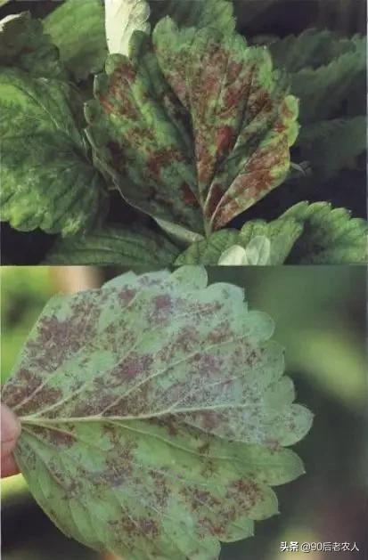 草莓白粉严重怎么治,草莓黑心病防治