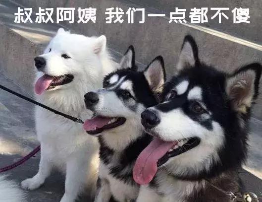 金毛哈士奇萨摩阿拉斯加,哈士奇阿拉斯加萨摩拉雪橇视频