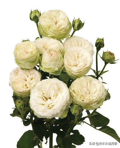 月季品种大全大图欣赏,美到窒息的月季品种图片