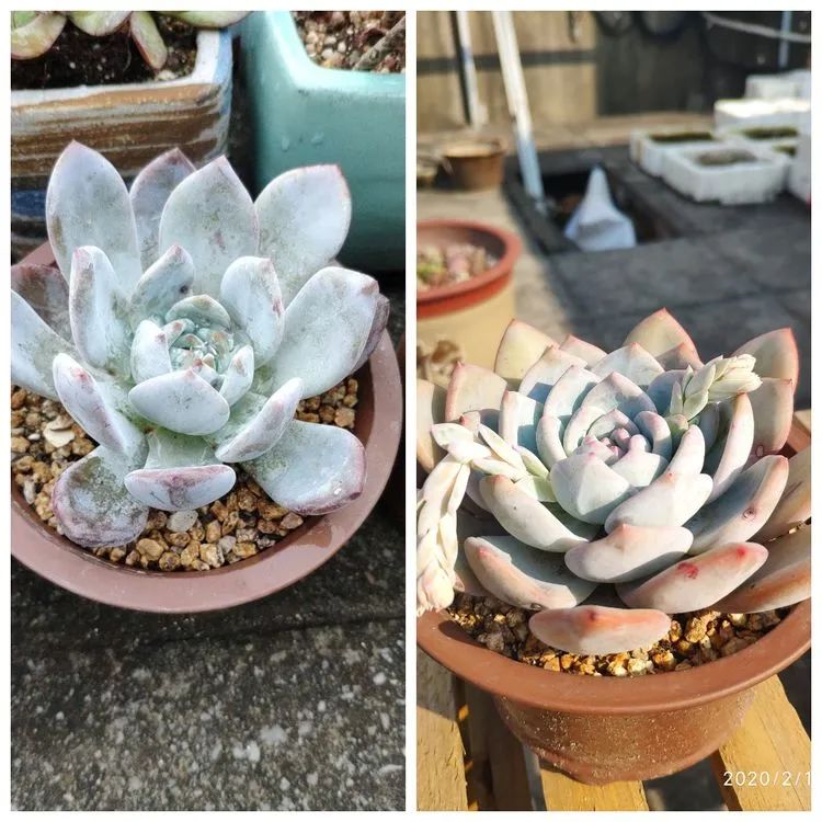 多肉不适合新手养,多肉入坑到什么程度好
