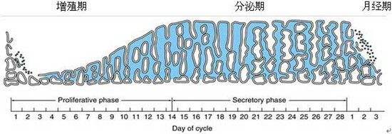 哪来的那么多“内膜增厚”