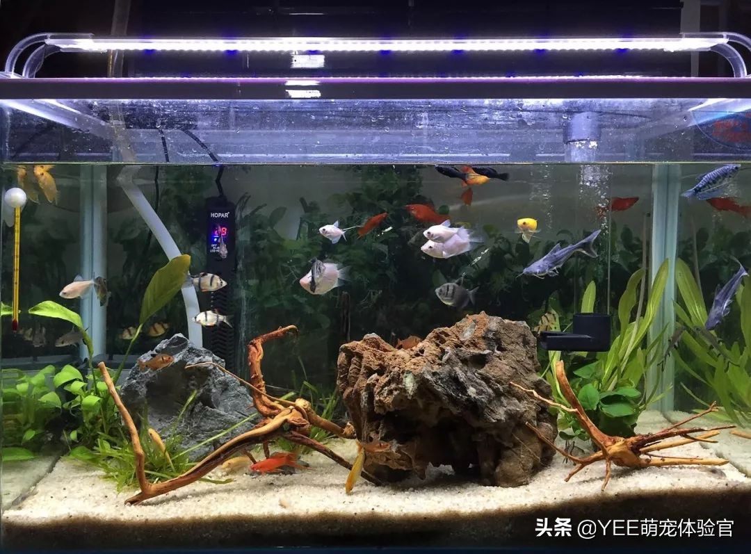 养淡水蓝鲨,养蓝鲨观赏鱼有什么讲究