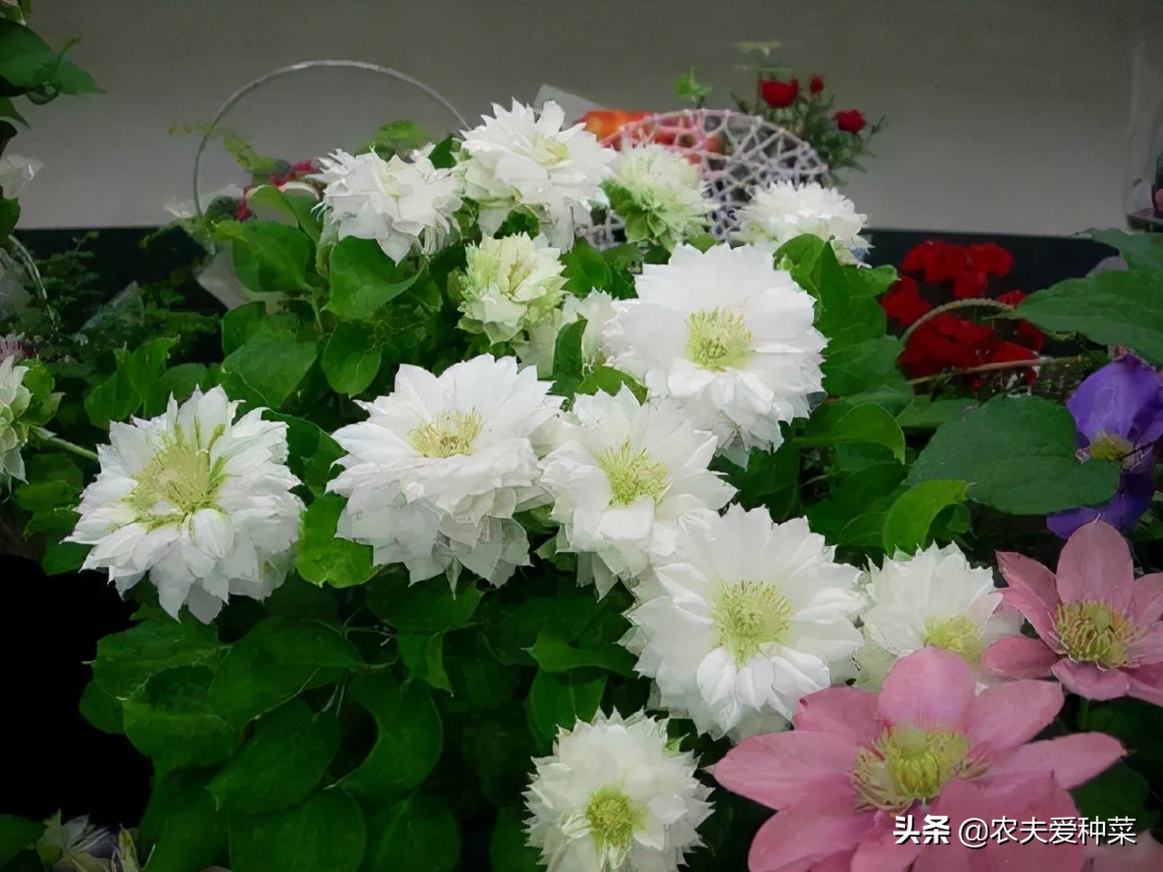 有院子别空着，种上漂亮的“花园3宝”，花期长好打理