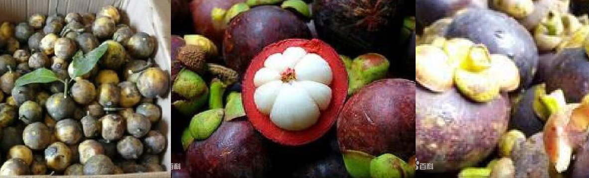 水果皇后山竹的傲娇生活,水果皇后山竹的作文