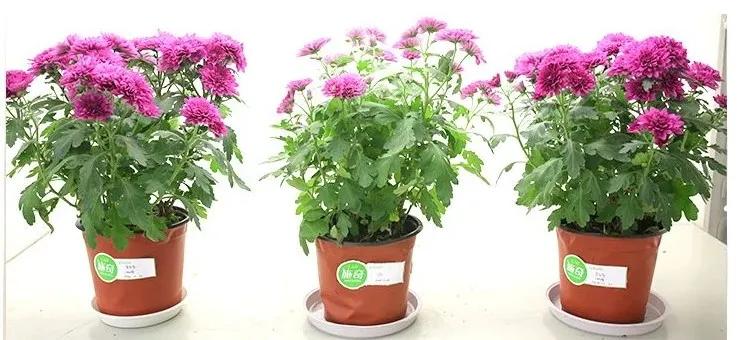 在叶子上的蓝色营养液,在植物的叶子上喷水有用吗