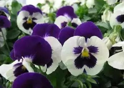 100种花的花语以及送花礼仪分享,100种花的名字和图片带花语