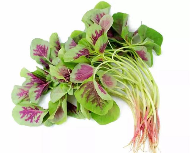 叶菜品类表,叶菜类一览表