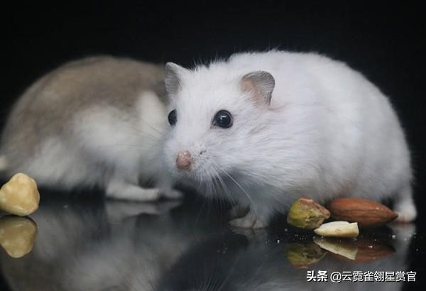 新手最推荐的仓鼠是什么,仓鼠类型推荐