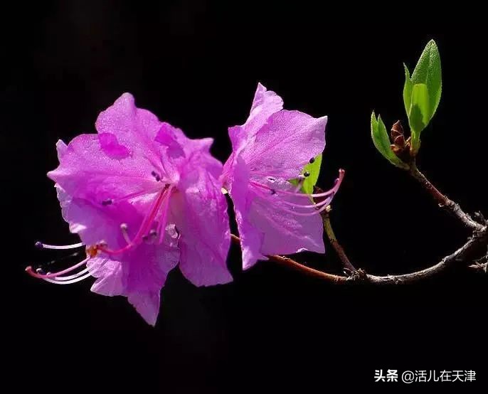 大“疫”灭清，天津2020赏花地图上线！