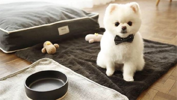 宠物狗狗不能吃哪些食物,喂养狗狗的禁忌食物