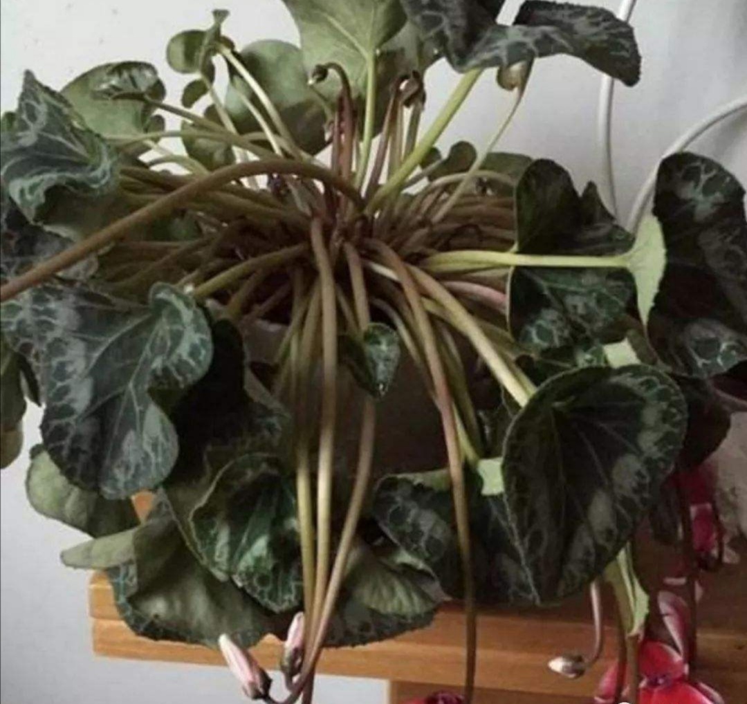 仙客来叶子枯萎怎么补救,仙客来烂叶子是什么原因