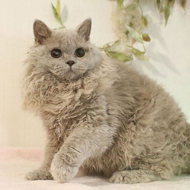 你见过披着羊皮的猪吗,你见过长得像雪豹的猫吗