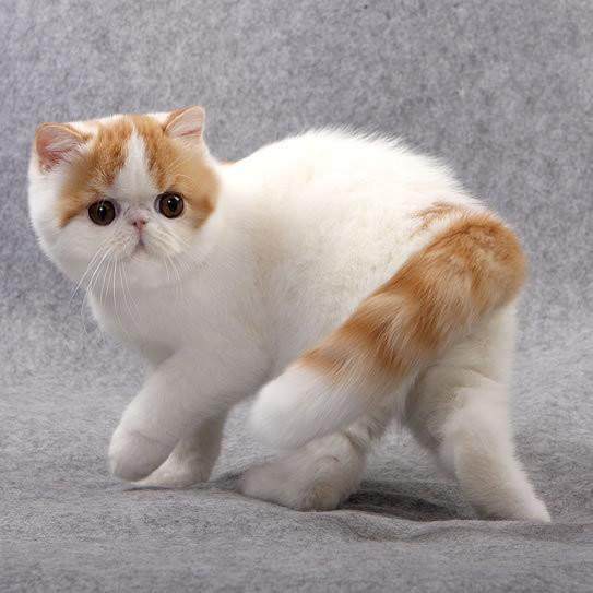 加菲猫和什么猫最好养,加菲猫橘猫哪个猫更好