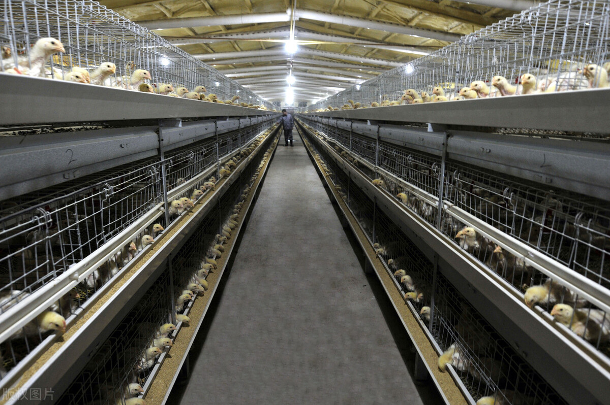 温氏股份爆雷会跌多少,温氏股份为什么一直跌