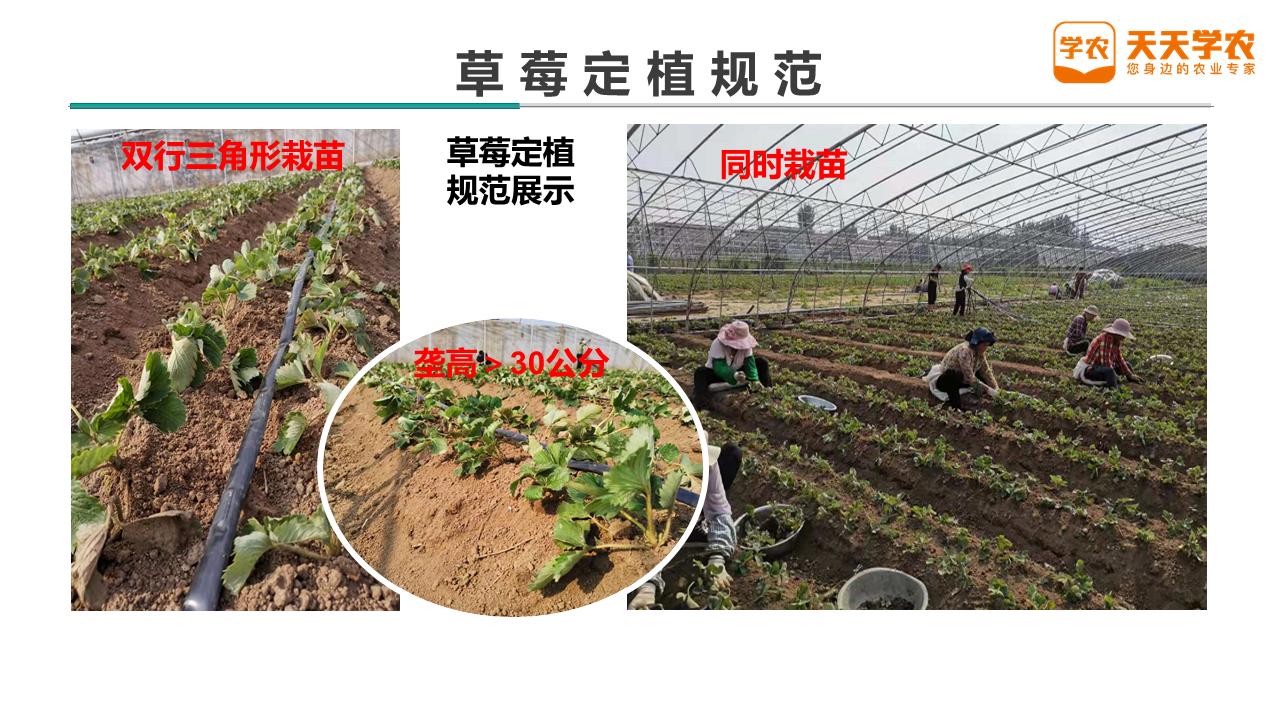 草莓秋季露天移栽的最佳时间,冬天草莓移栽注意事项