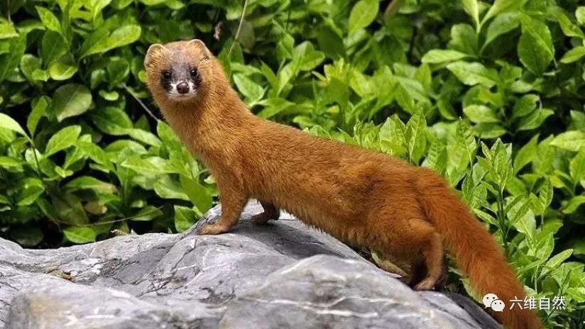 一小黄鼠狼迷路等救助，大黄鼬瞬间出现，不顾围观，叼着幼崽就逃