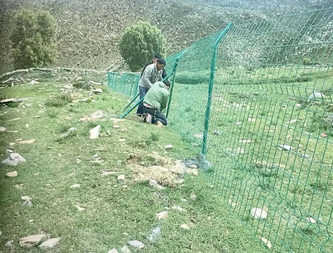 藏羚羊尸体处理结果,藏羚羊的尸骨