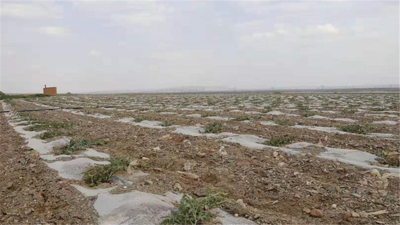 禁种戈壁西瓜的原因,戈壁西瓜为什么禁种