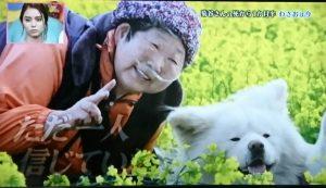 日本网红狗狗去世,日本狗死了