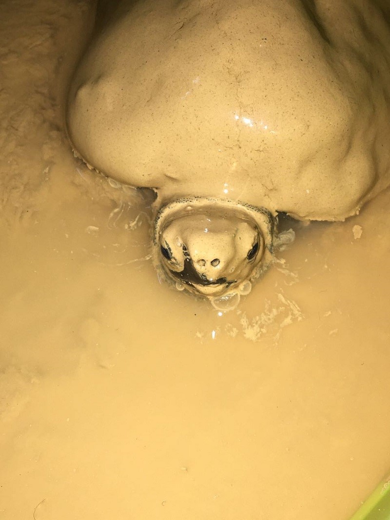 吸水树脂乌龟冬眠使用方法,乌龟最佳的冬眠方式