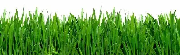 日本汉方大麦若叶青汁使用方法,日本大麦若叶青汁效果