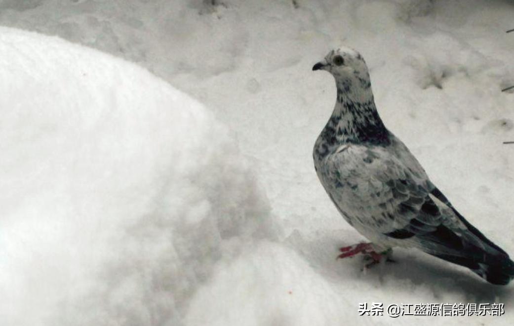 赛鸽进入高峰怎么调理,赛鸽怎样防止上火